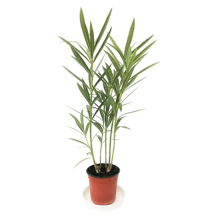 Piardino Adelfa - Nerium oleander, Tamaño de maceta: 18 cm, Rosa/Blanco/Amarillo - Vista frontal