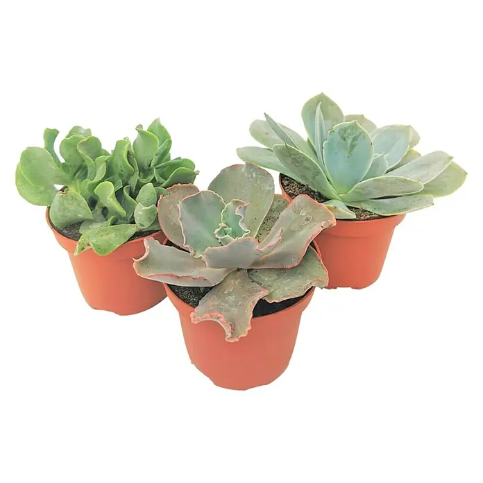 Suculentas - Crassula, Tamaño de maceta: 17 cm - Vista frontal