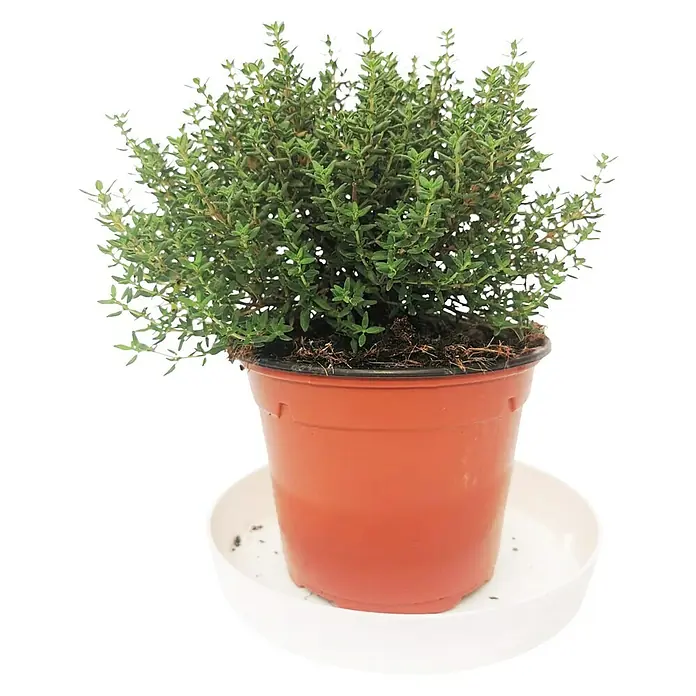 Tomillo limón - Thymus citriodora, Tamaño de maceta: 18 cm - Vista frontal