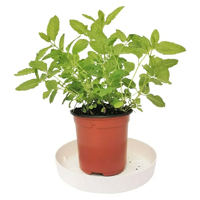 Menta - Mentha suaveolens 'Pinedo', Tamaño de maceta: 12 cm - Vista frontal