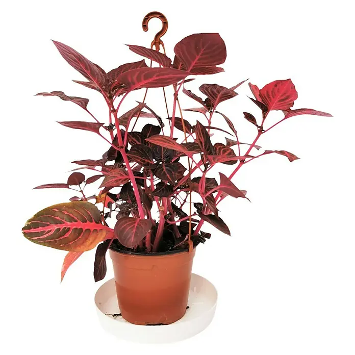 Iresine - iresine herbstii, Tamaño de maceta: 18 cm - Vista frontal