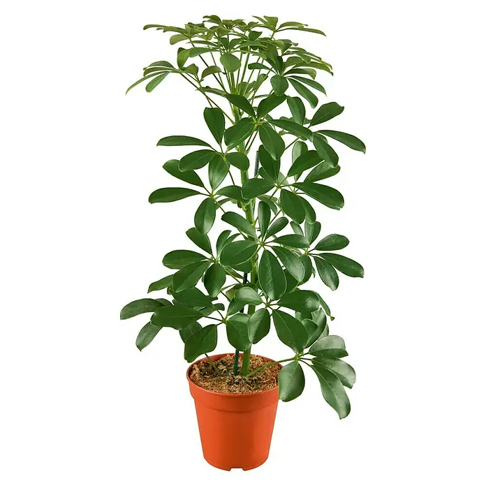 Piardino Mix de plantas - Diferentes tipos, Tamaño de maceta: 17 cm - Vista frontal