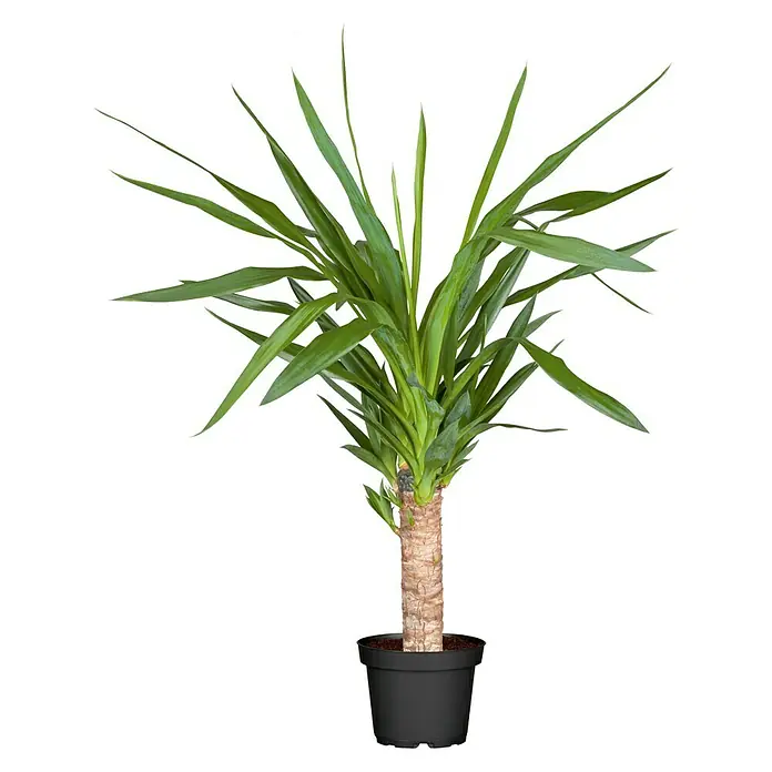 Piardino Mix de plantas - Diferentes tipos, Tamaño de maceta: 17 cm - Vista frontal