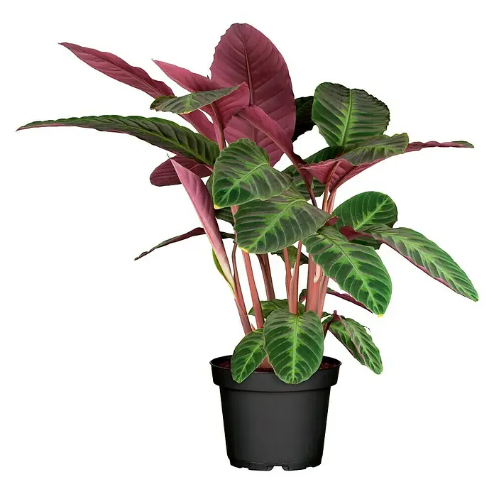 Piardino Mix de plantas - Diferentes tipos, Tamaño de maceta: 17 cm - Vista frontal