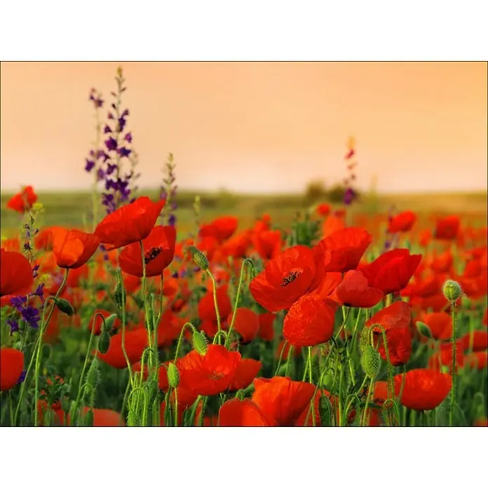 Poster Young Living - Š x V: 80 x 60 cm - Detaljan prikaz