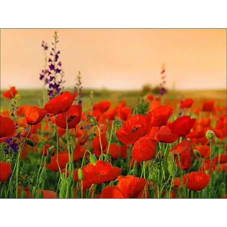 Poster Young Living