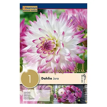 Kapiteyn  Bulbos de otoño Dahlia Jura