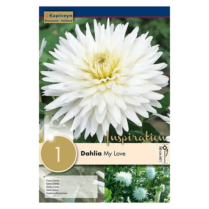 Kapiteyn Bulbos de otoño Dahlia My Love - 1 ud. - Vista frontal