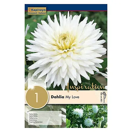 Kapiteyn  Bulbos de otoño Dahlia My Love