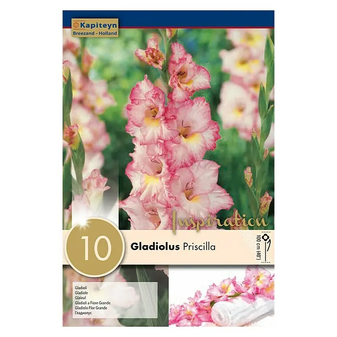 Kapiteyn Bulbos de otoño Gladiolus Priscilla - 10 ud. - Vista frontal