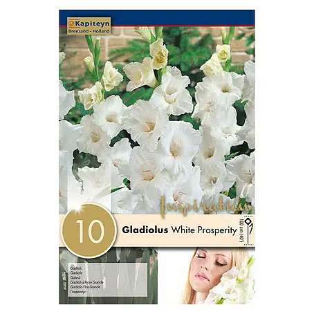 Kapiteyn  Bulbos de otoño Gladiolus White Prosperity