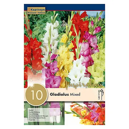 Kapiteyn  Bulbos de otoño Gladiolus Mix