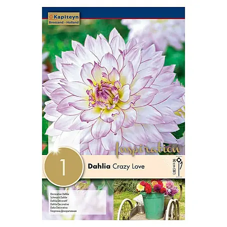 Kapiteyn  Bulbos de otoño Dahlia Crazy Love