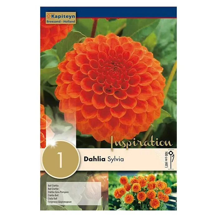Kapiteyn Bulbos de otoño Dahlia Sylvia - 1 ud. - Vista frontal