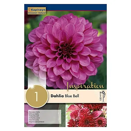 Kapiteyn  Bulbos de otoño Dahlia Blue Bell