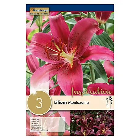 Kapiteyn  Bulbos de verano Lilium Montezuma