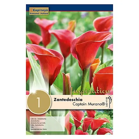 Kapiteyn  Bulbos de otoño Zantedeschia Captain Murano
