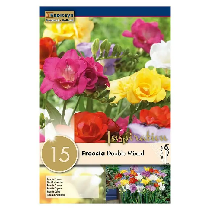 Kapiteyn Bulbos de verano Freesia Double Mixed - 15 ud. - Vista frontal