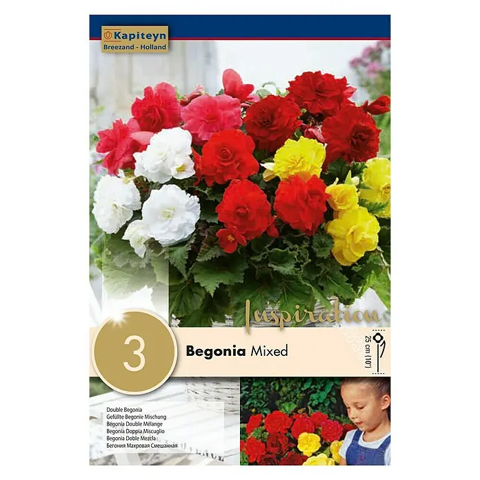 Kapiteyn Bulbos de verano Begonia Mixed - 3 ud. - Vista frontal