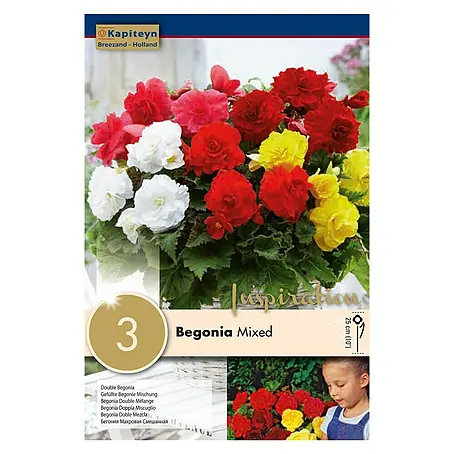 Kapiteyn  Bulbos de verano Begonia Mixed