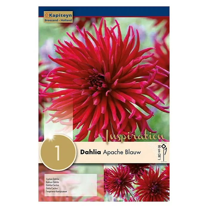 Kapiteyn Bulbos de otoño Dahlia Apache Blauw - 1 ud. - Vista frontal