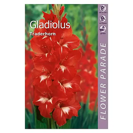 Kapiteyn  Bulbos de otoño Gladiolus Traderhorn