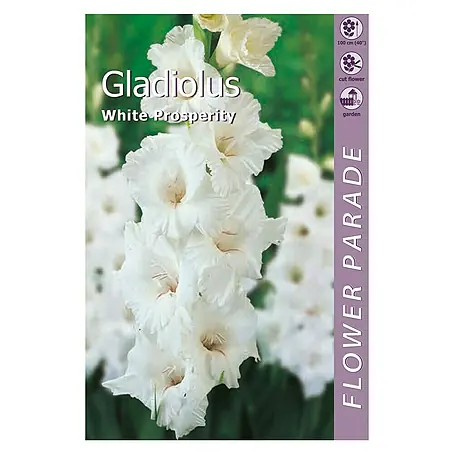 Kapiteyn  Bulbos de otoño Gladiolus White
