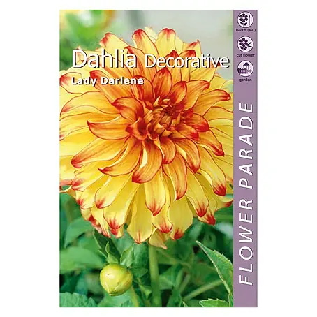 Kapiteyn  Bulbos de otoño Dahlia Decorative