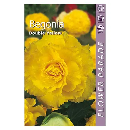 Kapiteyn  Bulbos de verano Begonia Double