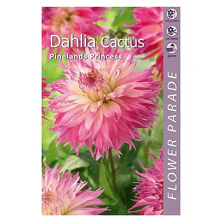 Kapiteyn  Bulbos de otoño Dahlia Cactus