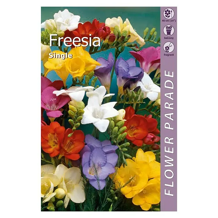 Kapiteyn Bulbos de verano Freesia Single - 7 ud. - Vista frontal