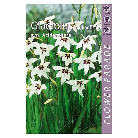 Kapiteyn  Bulbos de otoño Gladiolus Callianthus