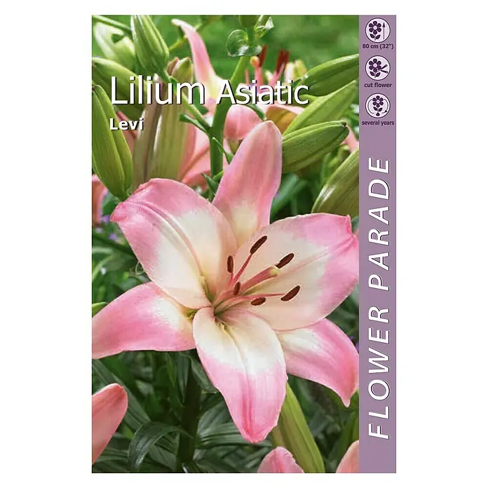 Kapiteyn Bulbos de verano Lilium Asiatic - 1 ud., Rosa - Vista frontal
