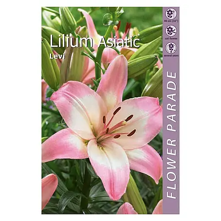 Kapiteyn  Bulbos de verano Lilium Asiatic