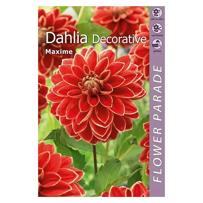 Kapiteyn Bulbos de otoño Dahlia Decorative - Lady Darlene, 1 ud. - Vista frontal