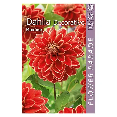 Kapiteyn  Bulbos de otoño Dahlia Decorative