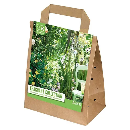 Kapiteyn  Bulbos de verano Fragant Collection