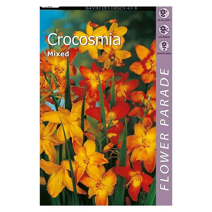Kapiteyn Bulbos de otoño Crocosmia - 5 ud. - Vista frontal
