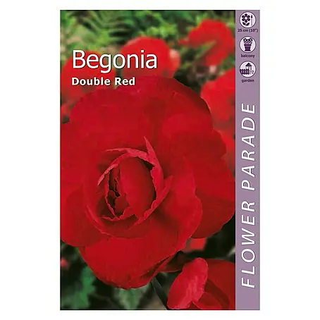 Kapiteyn  Bulbos de verano Begonia Rouble Red