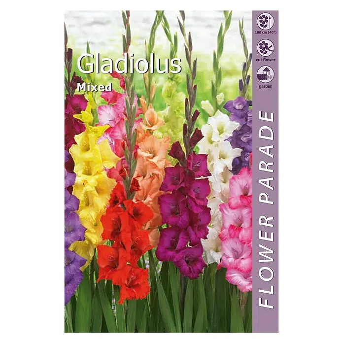 Kapiteyn Bulbos de otoño Gladiolus Mixed - 7 ud. - Vista frontal