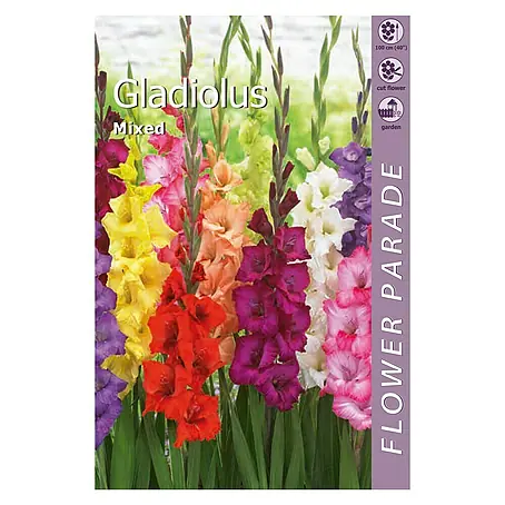 Kapiteyn  Bulbos de otoño Gladiolus Mixed