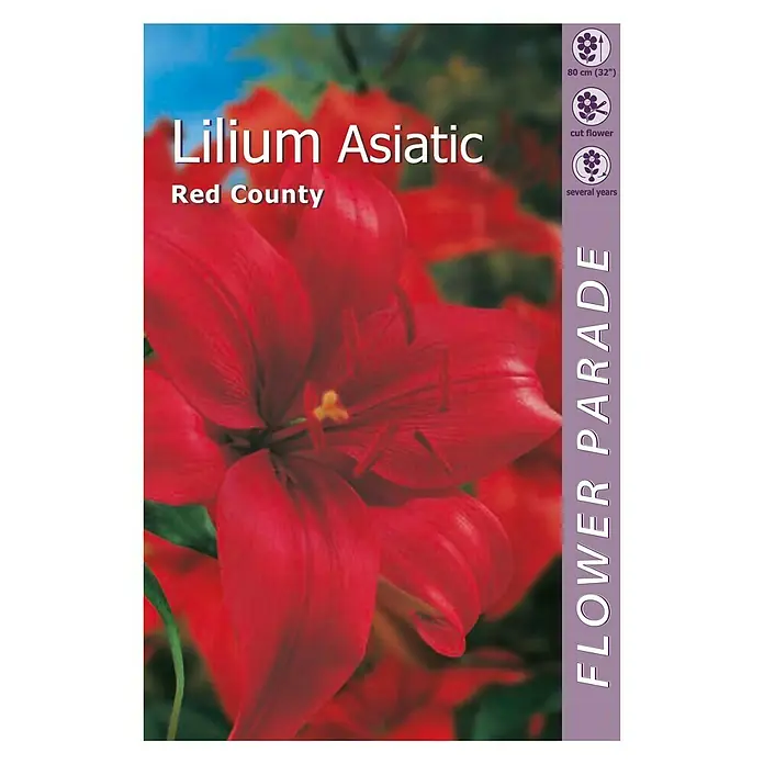Kapiteyn Bulbos de verano Lilium Asiatic - 1 ud., Rojo - Vista frontal