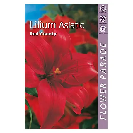 Kapiteyn  Bulbos de verano Lilium Asiatic