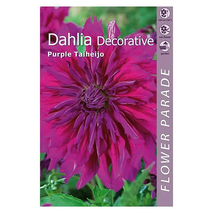Kapiteyn Bulbos de otoño Dahlia Decorative - Purple Taiheijo, 1 ud. - Vista frontal