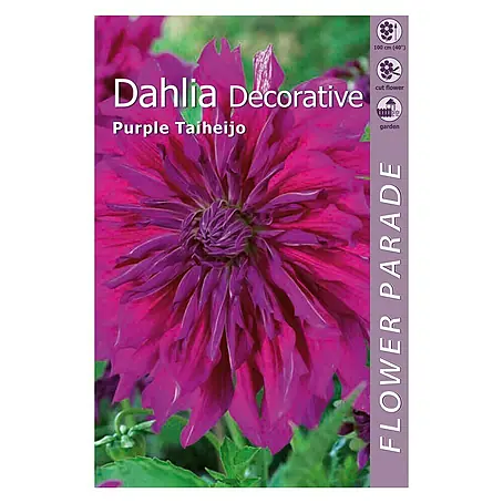 Kapiteyn  Bulbos de otoño Dahlia Decorative
