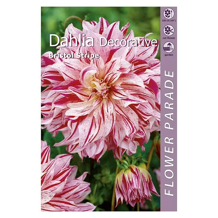 Kapiteyn Bulbos de otoño Dahlia Decorative - Bristol Stripe, 1 ud. - Vista frontal