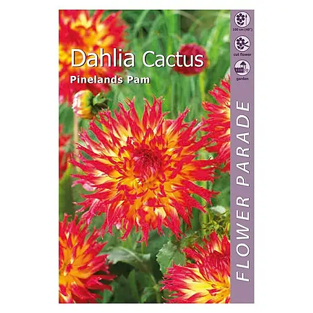 Kapiteyn  Bulbos de otoño Dahlia Cactus