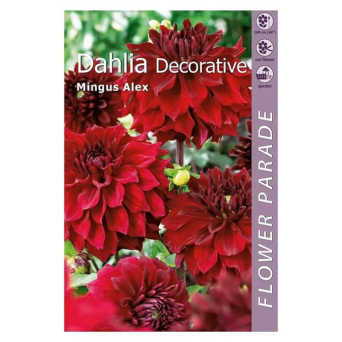 Kapiteyn Bulbos de otoño Dahlia Decorative - Mingus Alex, 1 ud. - Vista frontal