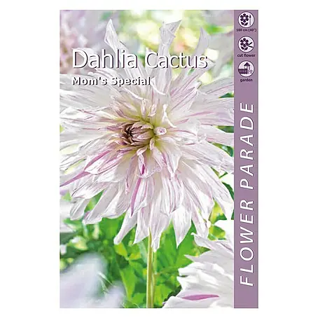 Kapiteyn  Bulbos de otoño Dahlia Cactus