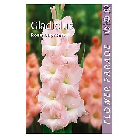 Kapiteyn  Bulbos de otoño Gladiolus Pink Supreme